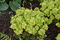 Twist of Lime Coral Bells (Heuchera 'Twist of Lime') at Peter Knippel Garden Centre