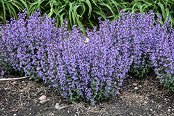 Cat's Pajamas Catmint (Nepeta 'Cat's Pajamas') at Peter Knippel Garden Centre