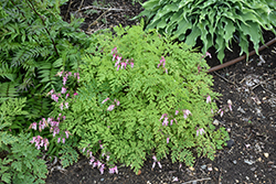 Dolly Sods Bleeding Heart (Dicentra eximia 'Dolly Sods') at Lakeshore Garden Centres