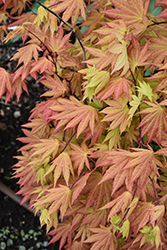 Autumn Moon Full Moon Maple (Acer shirasawanum 'Autumn Moon') at Peter Knippel Garden Centre