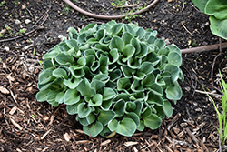 Blue Mouse Ears Hosta (Hosta 'Blue Mouse Ears') at Peter Knippel Garden Centre