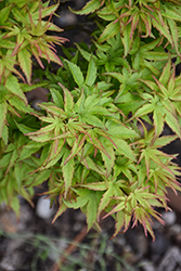 Sharp's Pygmy Japanese Maple (Acer palmatum 'Sharp's Pygmy') at Lakeshore Garden Centres