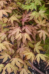 Amber Ghost Japanese Maple (Acer palmatum 'Amber Ghost') at Lakeshore Garden Centres