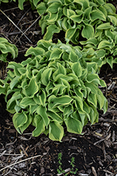 Wrinkle in Time Hosta (Hosta 'Wrinkle in Time') at Peter Knippel Garden Centre