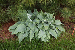 Neptune Hosta (Hosta 'Neptune') at Peter Knippel Garden Centre