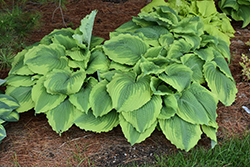 Spartacus Hosta (Hosta 'Spartacus') at Peter Knippel Garden Centre