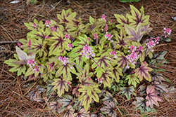 Fun and Games Eye Spy Foamy Bells (Heucherella 'Eye Spy') at Peter Knippel Garden Centre