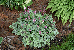 Pink Fizz Foamy Bells (Heucherella 'Pink Fizz') at Peter Knippel Garden Centre