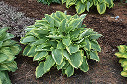 Shadowland Hope Springs Eternal Hosta (Hosta 'Hope Springs Eternal') at Peter Knippel Garden Centre