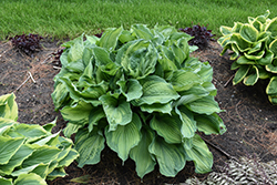 Guardian Angel Hosta (Hosta 'Guardian Angel') at Lakeshore Garden Centres