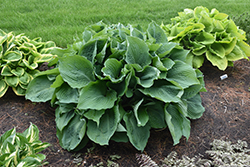 Blue Angel Hosta (Hosta 'Blue Angel') at Peter Knippel Garden Centre