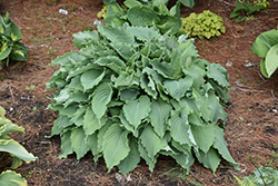 Wind Beneath My Wings Hosta (Hosta 'Wind Beneath My Wings') at Green Thumb Garden Centre