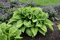 Paradigm Hosta (Hosta 'Paradigm') at Peter Knippel Garden Centre