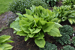 Age of Gold Hosta (Hosta 'Age of Gold') at Peter Knippel Garden Centre