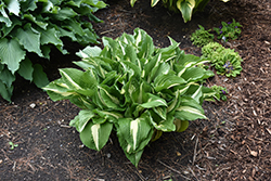 Night Before Christmas Hosta (Hosta 'Night Before Christmas') at Lakeshore Garden Centres