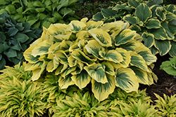 Liberty Hosta (Hosta 'Liberty') at Peter Knippel Garden Centre