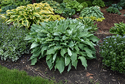 Komodo Dragon Hosta (Hosta 'Komodo Dragon') at Lakeshore Garden Centres