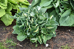 Half And Half Hosta (Hosta 'Half And Half') at Lakeshore Garden Centres
