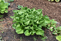 Pocketful Of Sunshine Hosta (Hosta 'Pocketful Of Sunshine') at Peter Knippel Garden Centre