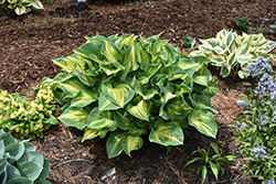 Happy Dayz Hosta (Hosta 'Happy Dayz') at Peter Knippel Garden Centre