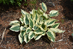 Blue Ivory Hosta (Hosta 'Blue Ivory') at Lakeshore Garden Centres