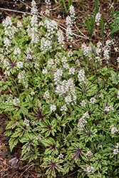 Cutting Edge Foamflower (Tiarella 'Cutting Edge') at Green Thumb Garden Centre