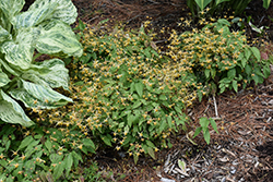 Amber Queen Barrenwort (Epimedium 'Amber Queen') at Lakeshore Garden Centres