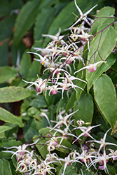 Domino Barrenwort (Epimedium 'Domino') at Lakeshore Garden Centres