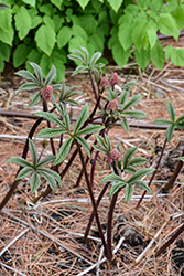 Chocolate Wings Rodgersia (Rodgersia pinnata 'Chocolate Wings') at Lakeshore Garden Centres