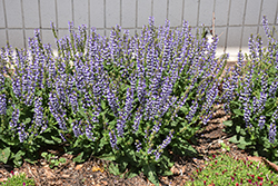 Color Spires Azure Snow Sage (Salvia 'Azure Snow') at Peter Knippel Garden Centre