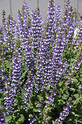 Color Spires Azure Snow Sage (Salvia 'Azure Snow') at Peter Knippel Garden Centre