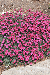 Paint The Town Fancy Pinks (Dianthus 'Paint The Town Fancy') at Lakeshore Garden Centres