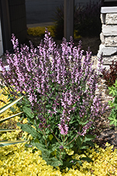 Color Spires Pink Dawn Sage (Salvia 'Pink Dawn') at Lakeshore Garden Centres