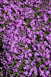 Spring Bling Rose Quartz Creeping Phlox (Phlox subulata 'Rose Quartz') at Lakeshore Garden Centres