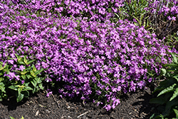 Spring Bling Rose Quartz Creeping Phlox (Phlox subulata 'Rose Quartz') at Lakeshore Garden Centres