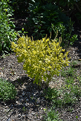 Golden Anniversary False Indigo (Baptisia 'Golden Anniversary') at Lakeshore Garden Centres