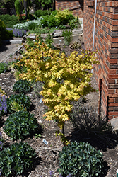 Summer Gold Japanese Maple (Acer palmatum 'Summer Gold') at Lakeshore Garden Centres