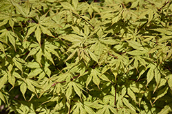 Grandma Ghost Japanese Maple (Acer palmatum 'Grandma Ghost') at Lakeshore Garden Centres