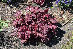 Red Dragon Coral Bells (Heuchera 'Red Dragon') at Peter Knippel Garden Centre