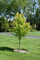 Claim Jumper Katsura Tree (Cercidiphyllum japonicum 'Claim Jumper') at Green Thumb Garden Centre