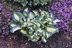 Hans Hosta (Hosta 'Hans') at Peter Knippel Garden Centre