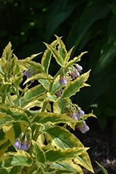 Axminster Gold Russian Comfrey (Symphytum x uplandicum 'Axminster Gold') at Lakeshore Garden Centres