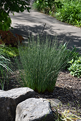 Blue Mohawk Soft Rush (Juncus inflexus 'Blue Mohawk') at Lakeshore Garden Centres