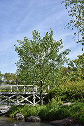 Little Volunteer Tuliptree (Liriodendron tulipifera 'Little Volunteer') at Lakeshore Garden Centres