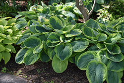 Frances Williams Hosta (Hosta 'Frances Williams') at Peter Knippel Garden Centre
