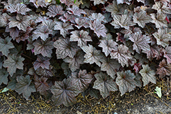 Palace Purple Coral Bells (Heuchera micrantha 'Palace Purple') at Peter Knippel Garden Centre