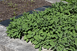 Berggarten Sage (Salvia officinalis 'Berggarten') at Lakeshore Garden Centres