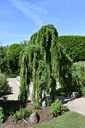 Weeping European Larch (Larix decidua 'Pendula') at Lakeshore Garden Centres