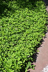 Common Wild Strawberry (Fragaria virginiana) at Peter Knippel Garden Centre