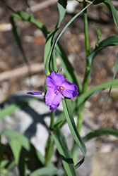 Virginia Spiderwort (Tradescantia virginiana) at Lakeshore Garden Centres
